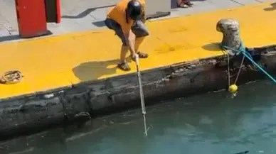 Bodrum Limanı’nda nesli tehlike altındaki mavi yelken balığı zıpkınla vuruldu