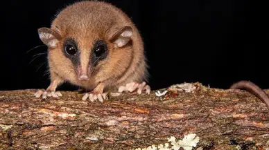 And Dağları’nda gizemli canlı: Bilim dünyası yeni türle tanıştı