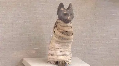 Arkeologlar Antik Mısır mumyasının içinde üç farklı kedi kalıntısına ulaştı