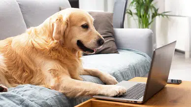 ‘Hayvan interneti’ geliyor: Köpekler ve papağanlar görüntülü görüşme yapabilecek