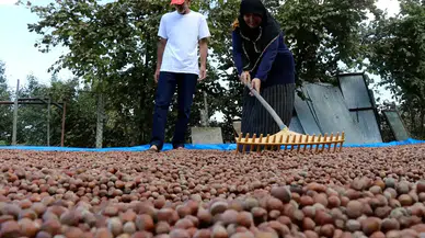 Fındık fiyatı 500 lirayı görür mü?