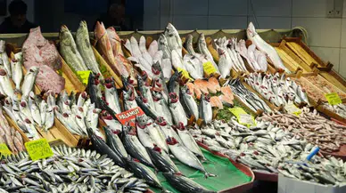 Bu sezonun yıldız balığı belli oldu: Bolluk dikkat çekiyor