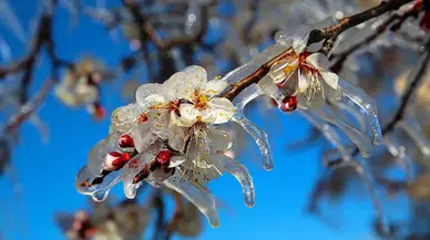 Zirai don zararına çiftçilere destek ödemesi geliyor