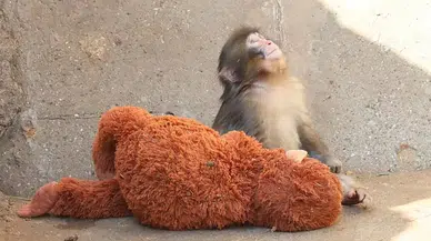 Maymun Punch neden dışlanıyor? Ünlü isim sahiplenmek için 250 bin dolar teklif etti