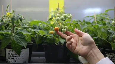 Türk bilim insanlarından uzay tarımı başarısı: Ay ve Mars toprağında domates yetişti