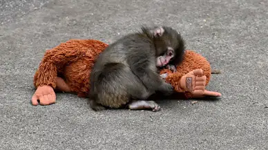 Terk edilen bebek maymun Punch’ın peluşu yok satıyor: Türkiye fiyatı belli oldu