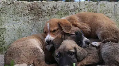 Şanlıurfa’da sokak hayvanları toplatıldı: Kısırlaştırma ve bakımevi işlemleri tamamlandı