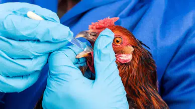 Avrupa’da ilk H9N2 kuş gribi vakası