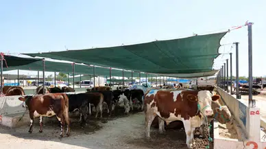 Kurban Bayramı hazırlıkları başladı: Kurbanlık fiyatları belli oldu