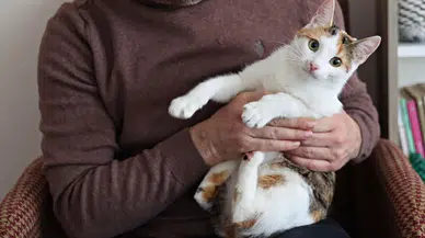 Pasif içicilik hayvanları da vuruyor: Kedi ve köpeklerde risk arttı