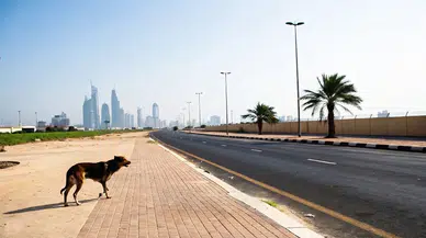 Dubai'de kan donduran vicdansızlık: Nakliye masrafından kaçmak için evcil hayvanlarını ölüme terk ettiler
