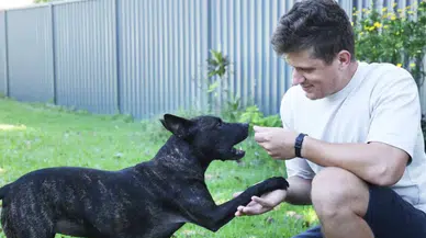 Yapay zeka destekli kanser aşısı mucizesi: Rosie’nin tümörü %75 küçüldü