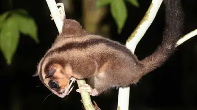 Binlerce yıldır nesli tükenmiş sanılan iki tür Avustralya ve Yeni Gine’de bulundu