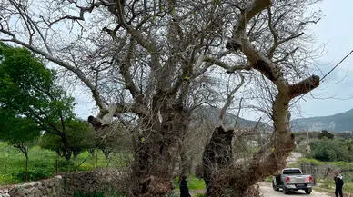 Doğaseverin dikkati asırlık çınarı gün yüzüne çıkardı: 2 bin yıllık ağaç incelemeye alındı