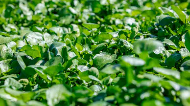 Bilim dünyası tescilledi: Dünyanın en sağlıklı sebzesi su teresi seçildi