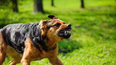 Yargıtay'dan emsal karar: Bahçedeki köpeğin saldırısına 2 milyon TL tazminat