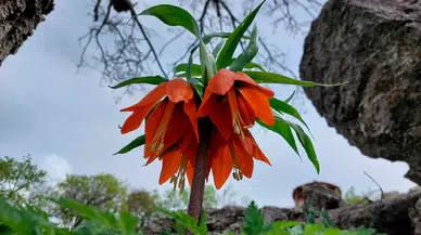 Bu çiçeğe dokunmanın bedeli ağır: Ters laleleri koparana 700 bin TL ceza