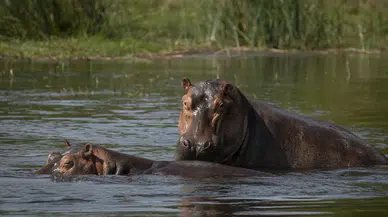 Kolombiya’da Escobar’ın bıraktığı su aygırları için itlaf kararı