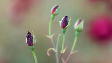 Mezopotamya’nın kara incisi Halfeti'nin siyah gülünde hasat başladı