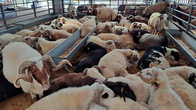 Kurbanlık alırken nelere bakılmalı? İşte 5 kritik soru ve cevabı