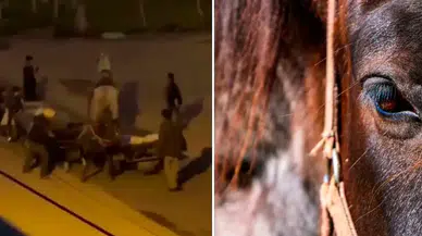 Adana'da atlara kırbaçlı işkence yapan 3 çocuk hakkında yasal işlem başlatıldı