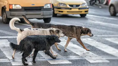 İstanbul Valisi Davut Gül: Sokaklarda sahipsiz tek bir köpek kalmayacak