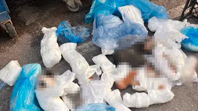 Buca'da 33 kedinin ölü bulunmasıyla ilgili gözaltına alınan veteriner cezaevine gönderildi