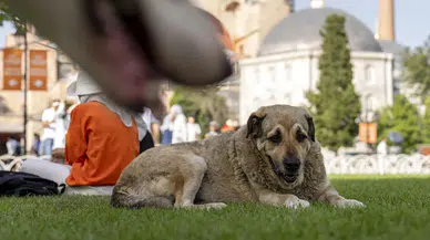 İstanbul Valiliği’nden sokak köpekleri için 6 maddelik yeni karar