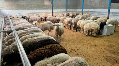 Kurban Bayramı'nda sokakta kesim yapanlara ağır fatura