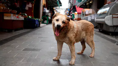 İçişleri Bakanı Çiftçi'den sokak köpekleri açıklaması: Ekim sonuna kadar tamamı toplanacak