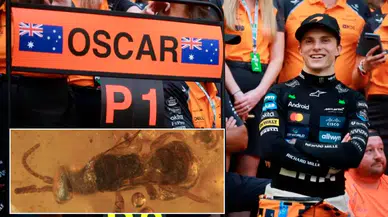 Dinozorlar döneminden kalma yaban arısına F1 pilotu Oscar Piastri'nin adı layık görüldü