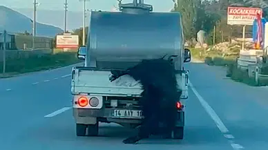Bolu'da vicdanları sızlatan görüntü: Kurbanlık hayvanı süt aracının arkasına bağlayıp kilometrelerce taşıdı
