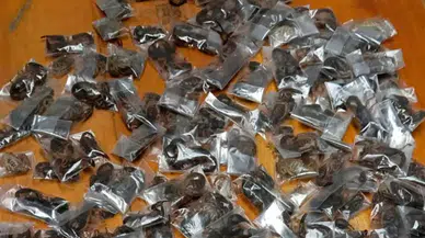 İstihbarat destekli kaçakçılık operasyonu: Valizden 150 canlı akrep çıktı!