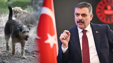 İçişleri Bakanı Çiftçi’den sahipsiz hayvanlar için yeni açıklama: “Güvenli yaşam alanları hedefliyoruz”