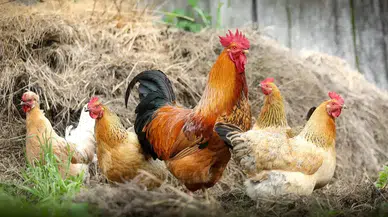 Beş tavukçuluk firmasında kayyum tedbiri kaldırıldı