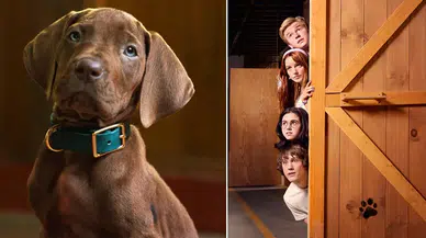 Scooby-Doo dizisi geliyor: İlk kez gerçek bir köpek Scooby-Doo’yu canlandıracak
