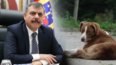İçişleri Bakanı Çiftçi: Yılbaşına kadar sahipsiz köpeklerin tamamı barınaklara alınacak