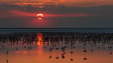 Tuz Gölü'nde flamingo sevinci: 12 bin 800 yavruyla son 5 yılın rekoru