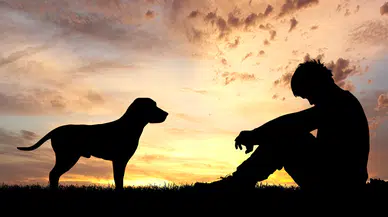 Araştırma ortaya koydu: Köpekler insan duygularını tahmin edilenden daha iyi ayırt ediyor