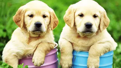 Kanser teşhisinde yeni dönem: Köpekler ve yapay zekâ birleşti