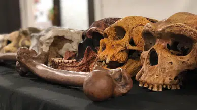 Fas'ta insanlık tarihini değiştiren keşif: 773 bin yıllık fosiller bulundu