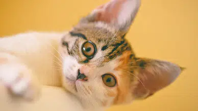 Kediler sahiplerini asla unutmuyor: Bilim insanları duygusal hafızanın sırrını açıkladı