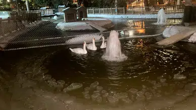 Ankara'nın simge parklarından Kuğulu Park buz tuttu