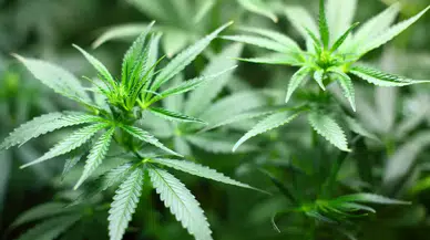 Kenevir üretimine yeni düzenleme: 21 ilde izin çıktı