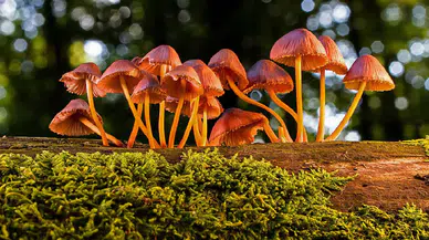 Toprağın altındaki görünmez ağlara Nobel ayarında ödül