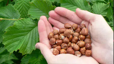 Fındık ihracatında 85 tonluk kayıp yaşandı