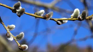 Antik çağın en tuhaf tedavileri: Söğüt dalından, dışkı çorbasına