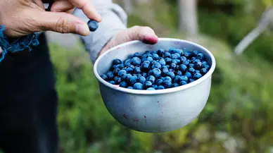 Zihni açıyor, kalbi koruyor: İşte doğanın mor mucizesi