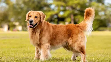 Üstün zekalı köpekler “kulak misafiri” olabiliyor