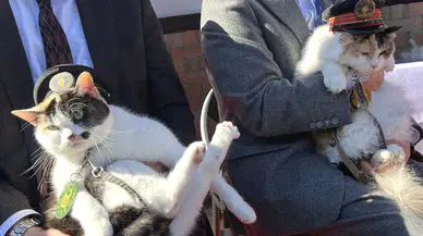 Japonya demir yollarında üçüncü defa bir kedi istasyon şefi oluyor